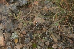 Trichodiadema gracile