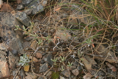 Trichodiadema gracile