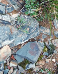 Trichodiadema gracile