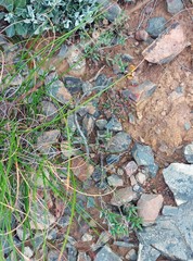 Trichodiadema gracile