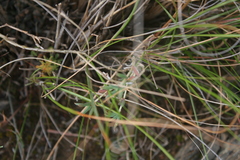 Trichodiadema gracile