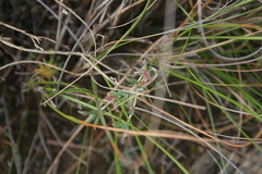 Trichodiadema gracile