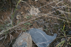 Trichodiadema gracile