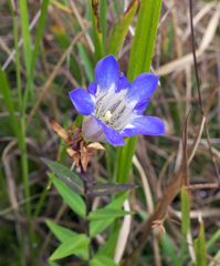 Gentiana scabra buergeri