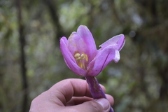 Passiflora cumbalensis