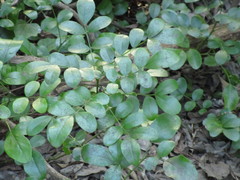 Sophoreae