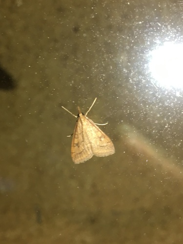 Celery Leaftier Moth photo 6
