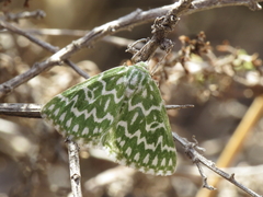 Thetidia plusiaria
