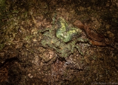 Stephanopis carcinoides