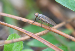 Pherbellia cinerella