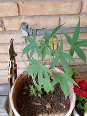 Angiospermae