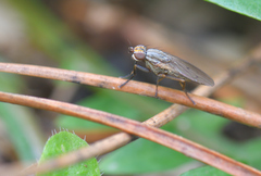 Pherbellia cinerella