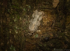 Barea nymphica