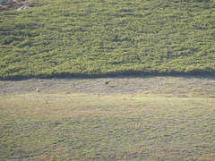 Rupicapra pyrenaica parva