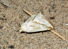 Aegle ochracea