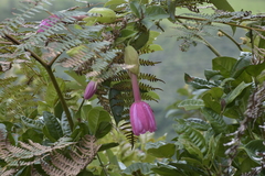 Passiflora cumbalensis