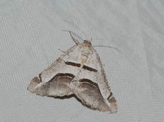 Digrammia tancrearia