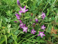 Gentianella praecox