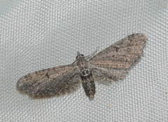Eupithecia minusculata