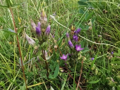 Gentianella praecox