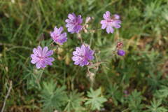 Geranium linearilobum
