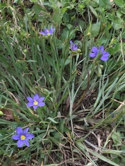 Sisyrinchium pruinosum