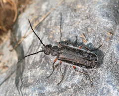 Teratolytta pilosella