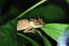 Acanthosaura phuketensis