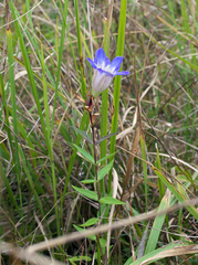 Gentiana scabra buergeri