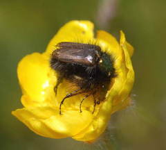 Amphicoma kuschakevitschi
