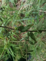 Baccharis racemosa