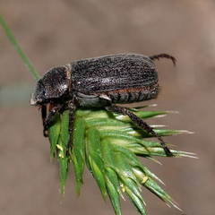 Phaeadoretus comptus