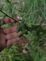Baccharis racemosa