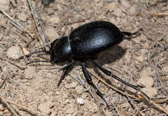 Pelorocnemis punctata