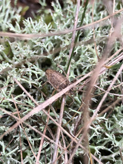 Odiellus troguloides