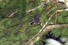 Arctogalidia trivirgata