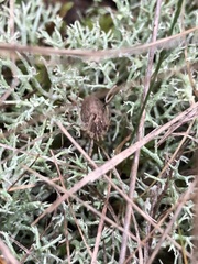 Odiellus troguloides