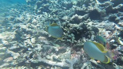 Chaetodon xanthocephalus