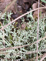 Odiellus troguloides