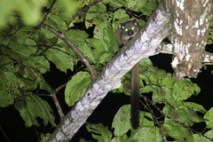 Arctogalidia trivirgata