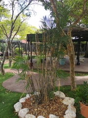 Chamaedorea seifrizii