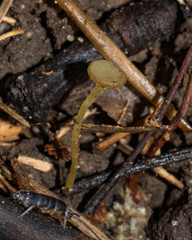 Lanzia luteovirescens