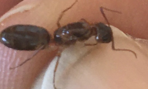Camponotus fumidus soulouquei