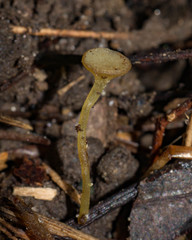 Lanzia luteovirescens