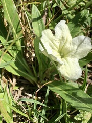 Ruellia morongii