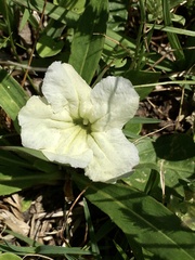 Ruellia morongii
