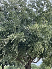 Sideroxylon celastrinum