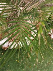 Chamaedorea seifrizii