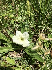 Ruellia morongii