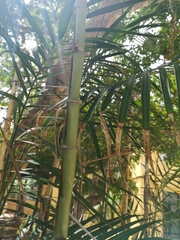 Chamaedorea seifrizii